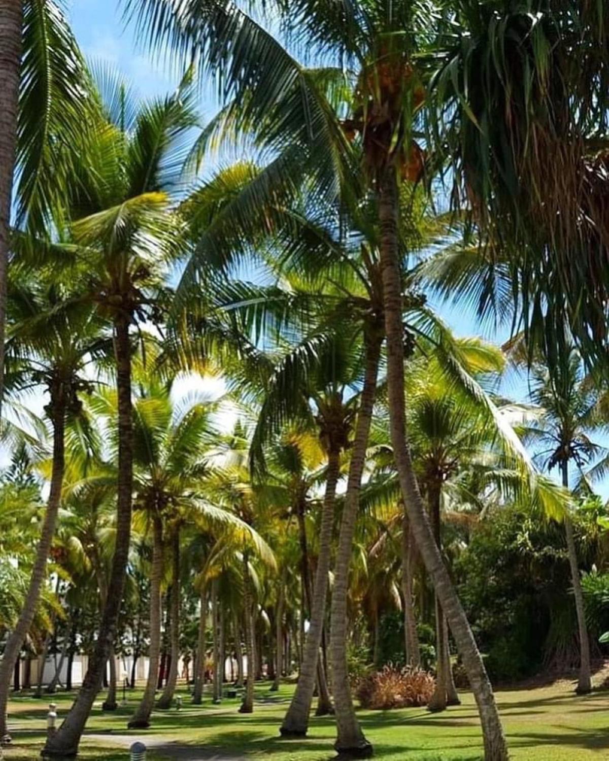 Studio Mojito Vue Mer,Piscine Avec Cuve Eau Et Acces Plage Et Piscine Anse Des Rochers Saint-Francois  Kültér fotó